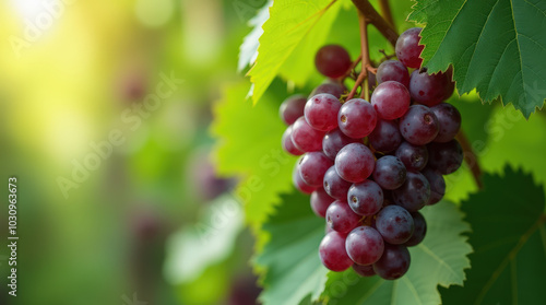 Fresh Purple Grapes on Vibrant Green Background and Wine Grapes in Vineyard for Healthy Living and Agricultural Concepts