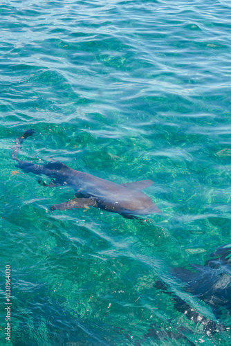 Shark swimming in the sea