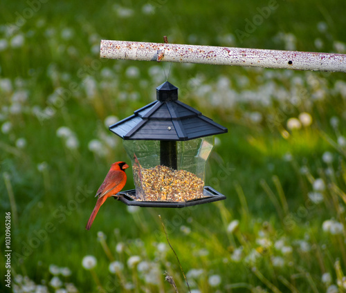 Hungry Cardinal