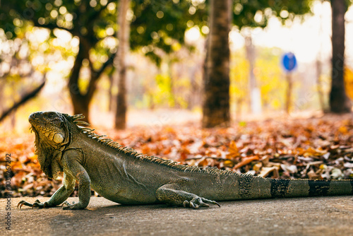 Linda iguana fotografada em parque da cidade photo