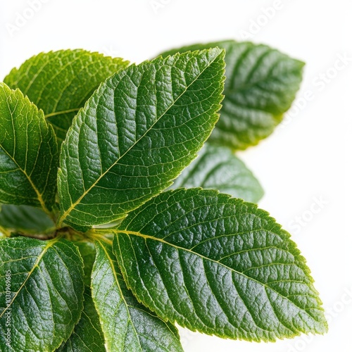 Close-up of Green Botanical Leaves with Texture Details