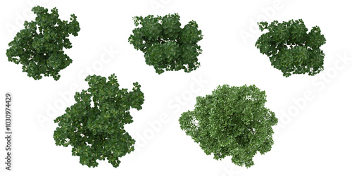 Top view of Euonymus bush Korean Stewartia Trees isolated on white background photo