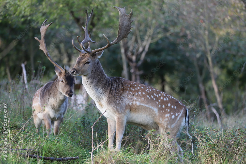 two fallow deer with antlers stand in the forest with trees in the background two fallow deer with antlers stand in the forest with trees in the background