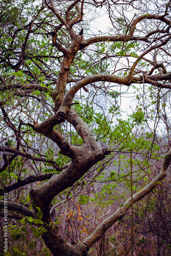 Linda vegetação do cerrado brasileiro no centro oeste Linda vegetação do cerrado brasileiro no centro oeste