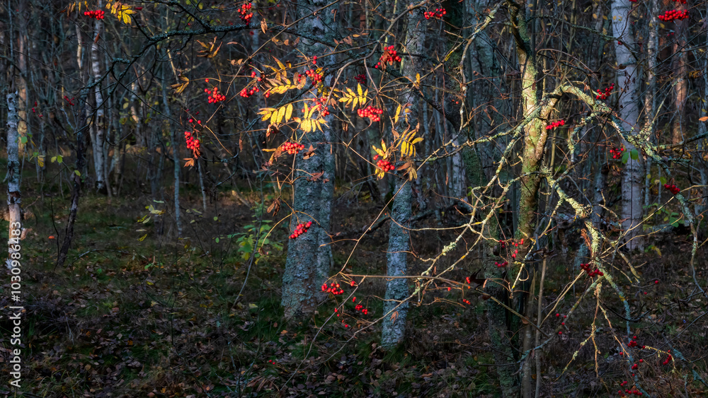 Brightly lit rowan branch with red berries and withered leaves against the backdrop of a dark autumn forest. Background. Landscape. Brightly lit rowan branch with red berries and withered leaves against the backdrop of a dark autumn forest. Background. Landscape.