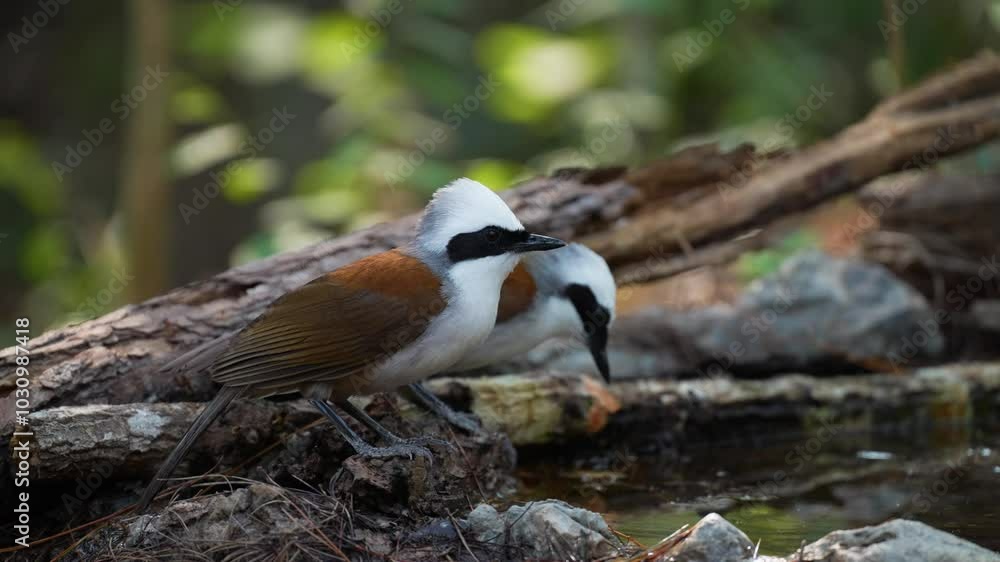 White-crested Laughing Thrush in the pond birdwatching in the forest. White-crested Laughing Thrush in the pond birdwatching in the forest.