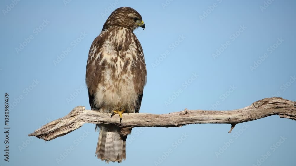 A buzzard sits on a branch and looks around. Blue sky as background. A buzzard sits on a branch and looks around. Blue sky as background.