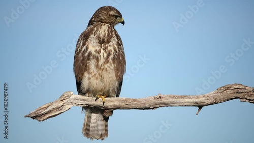 A buzzard sits on a branch and looks around. Blue sky as background.
