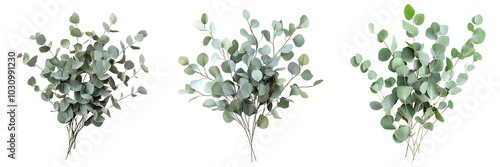 Set of A bunch of eucalyptus branches with muted green leaves isolated on transparent background