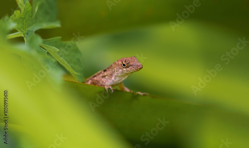 Anole In Green