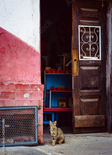 fotografia de rua retratando animais no cotidiano