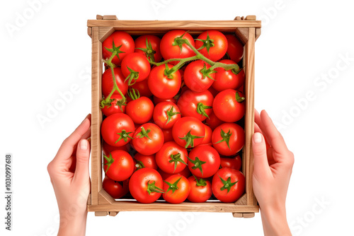 Farmer's hands hold tomato in a box on a white or transparent background. Close-up of tomato in hands. Top view. Trading tomatoes at the market photo