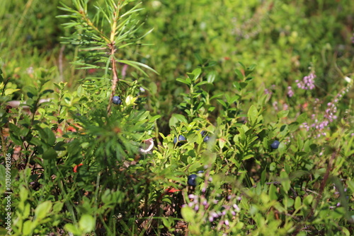 Wallpaper Mural Finnish Blueberries in the Arctic Forest Torontodigital.ca