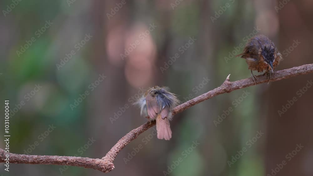 Grey-throated Babbler on branch birdwatching in the forest. Grey-throated Babbler on branch birdwatching in the forest.