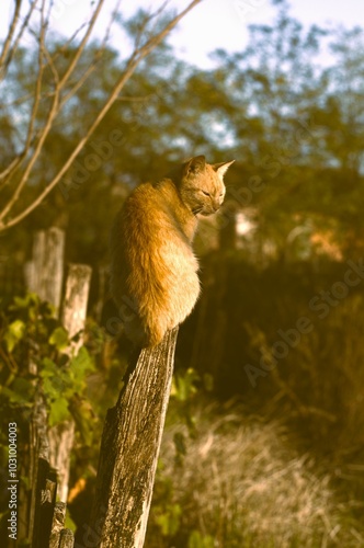 
The image features a ginger cat perched high on a wooden post, basking in the golden light of the setting sun. The cat is sitting calmly with its eyes half-closed, appearing content and peaceful. The