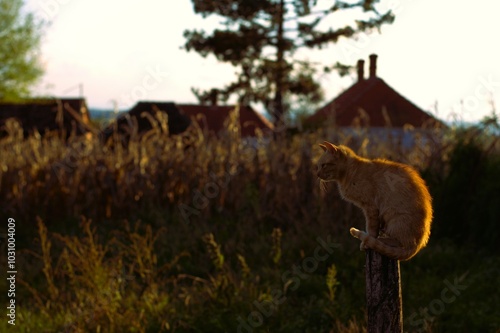 
The image shows a cat perched gracefully on top of a wooden post in the soft, golden light of sunset. The warm glow of the sun highlights the cat's fur, giving it a radiant appearance against the dar