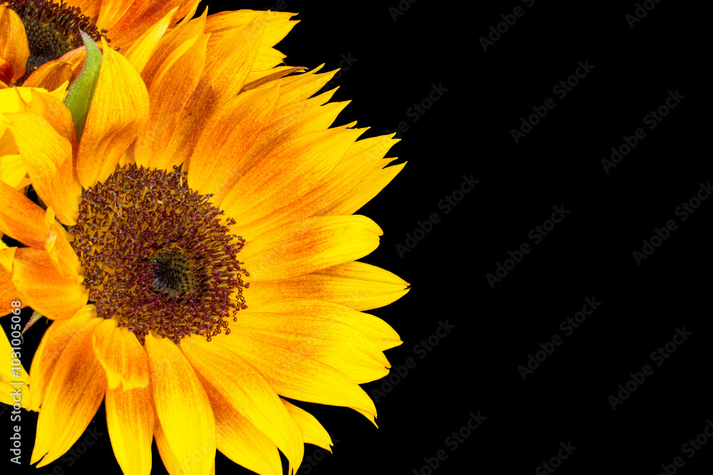 Fototapeta premium photo of beautiful flowers and candles on black background