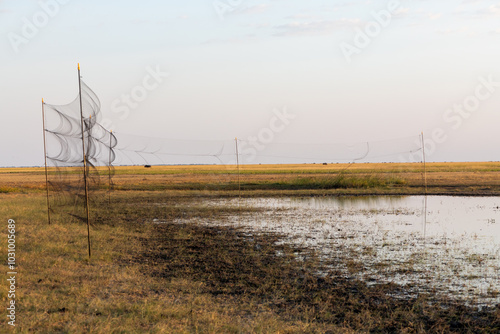 An installed bird mist net ready to catch birds in a national park photo