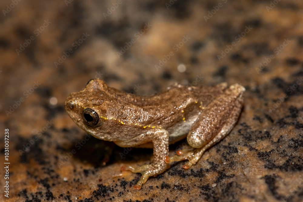 Angolan Reed Frog (Hyperolius parallelus) Angolan Reed Frog (Hyperolius parallelus)