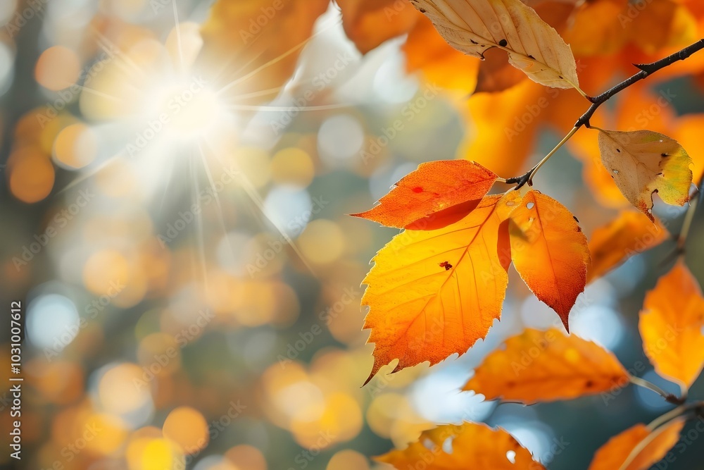Autumn leaves glowing in sunlight with bokeh
Autumn leaves glowing in sunlight with bokeh
