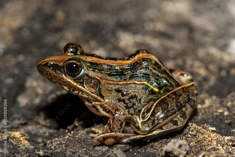 Naklejka premium A beautiful Mascarene Grass Frog (Ptychadena mascareniensis), also known as the Mascarene Ridged Frog, near a pond in Liuwa Plain National Park, Zambia