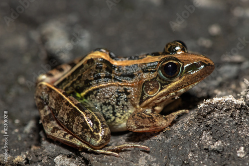 A beautiful Mascarene Grass Frog (Ptychadena mascareniensis), also known as the Mascarene Ridged Frog, near a pond in Liuwa Plain National Park, Zambia photo