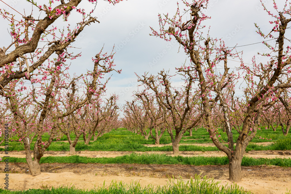 Sunny view of beautiful Peach flower blossom