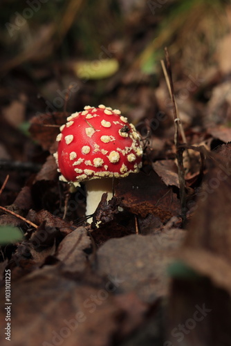 Red fly agaric mushroom in dry brown grass in autumn.