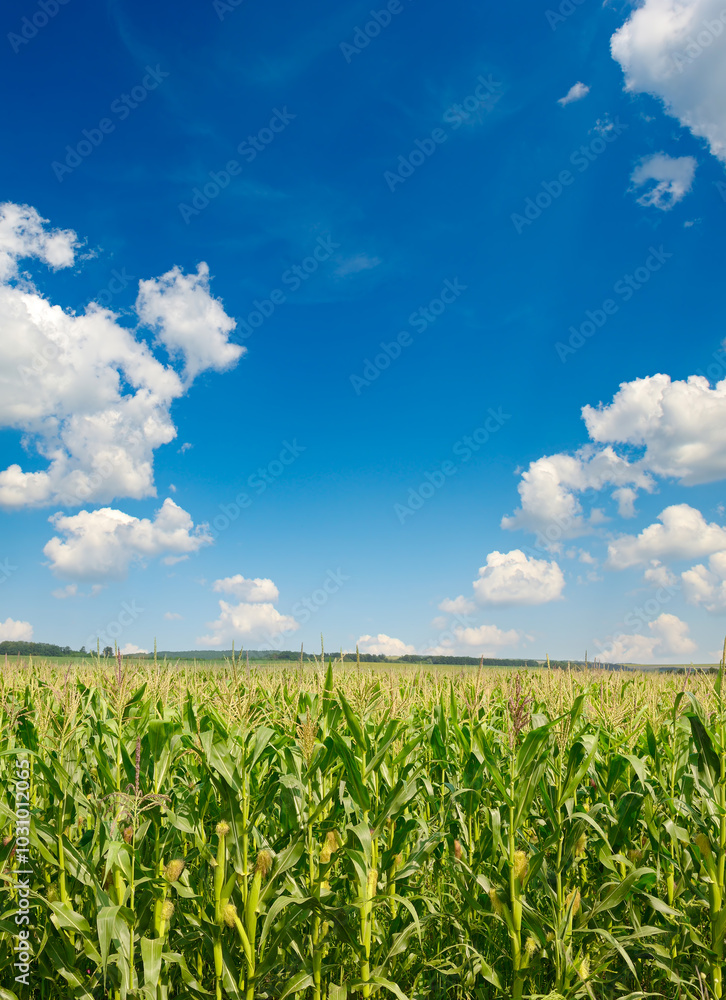 Bright corn field with ripe ears corn and blue sky. Bright corn field with ripe ears corn and blue sky.