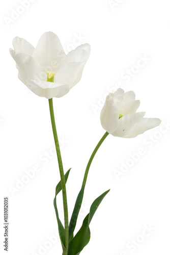 tulip flower isolated on white background. Beautiful composition for advertising and packaging design in the garden business.