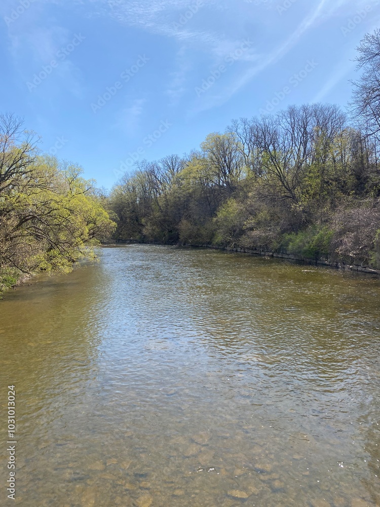 river in the forest