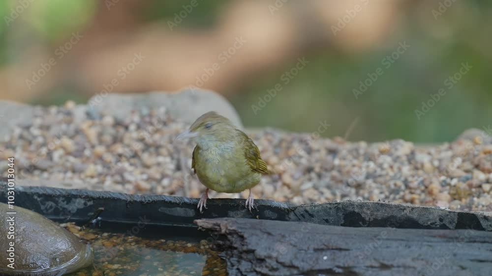 Grey-eyed Bulbul in pond birdwatching in the forest. Grey-eyed Bulbul in pond birdwatching in the forest.