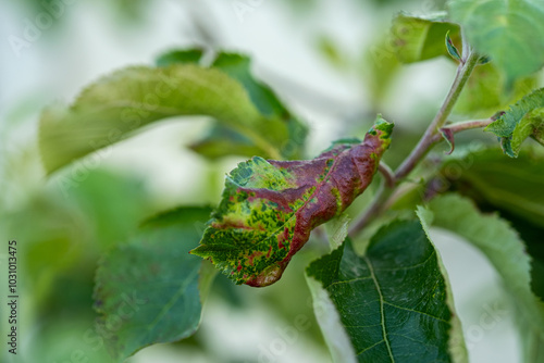 The leaves of an apple tree exhibit curling and discoloration caused by an infestation of apple aphids, common in garden settings during early summer. photo