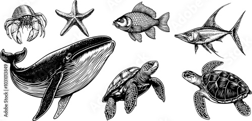 Vector illustration of swordfish, turtle, and sailfish. Vintage sketch of crab and starfish with black line art. Engraved carp design.