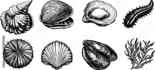 Vector illustration Set of sea cucumber, oyster, seaweed, oyster, mussel, seashell, sea Urchin. Engraved style.