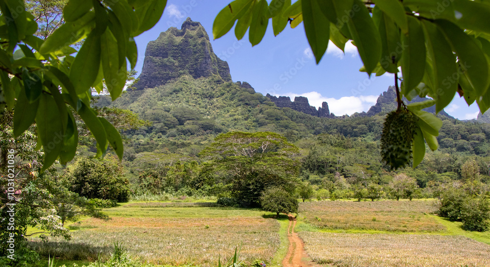 Φωτογραφία Jagged Mountains, Rural Farmland, and Tropical Wilderness of Moorea, French Poly