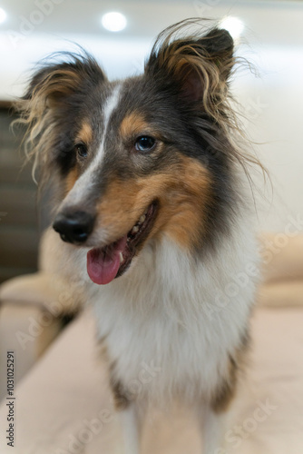 Cute tricolor dog sheltie. Portrait of shetland sheepdog in home