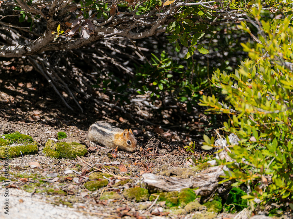 Close up shot of cute squirrel at Yosemite National Park Close up shot of cute squirrel at Yosemite National Park