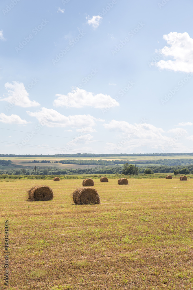 round bales of straw in the meadow round bales of straw in the meadow