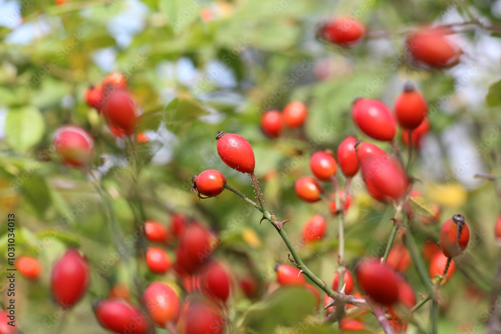 Berries ripen on the branch of a dog rose bush Berries ripen on the branch of a dog rose bush