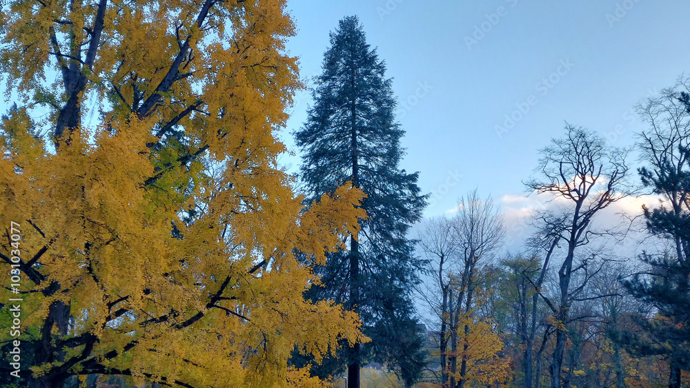 Fototapeta premium Autumn colors at dusk at a public garden. Autumn 2023, France