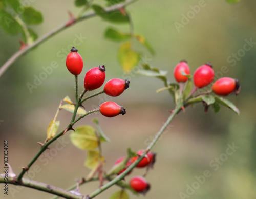 Berries ripen on the branch of a dog rose bush