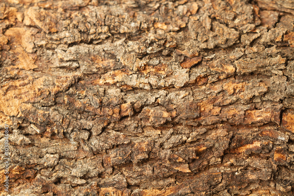 Bark of a carob tree in a close up view Bark of a carob tree in a close up view