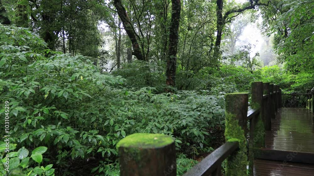 Natural video background of water from a high waterfall on a big mountain, amidst big trees in a tropical forest, with ferns, moss, flowers, cool and windy atmosphere during a nature trip. Natural video background of water from a high waterfall on a big mountain, amidst big trees in a tropical forest, with ferns, moss, flowers, cool and windy atmosphere during a nature trip.