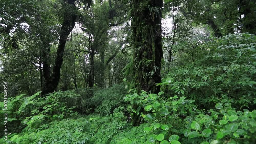 Natural video background of water from a high waterfall on a big mountain, amidst big trees in a tropical forest, with ferns, moss, flowers, cool and windy atmosphere during a nature trip. Natural video background of water from a high waterfall on a big mountain, amidst big trees in a tropical forest, with ferns, moss, flowers, cool and windy atmosphere during a nature trip.