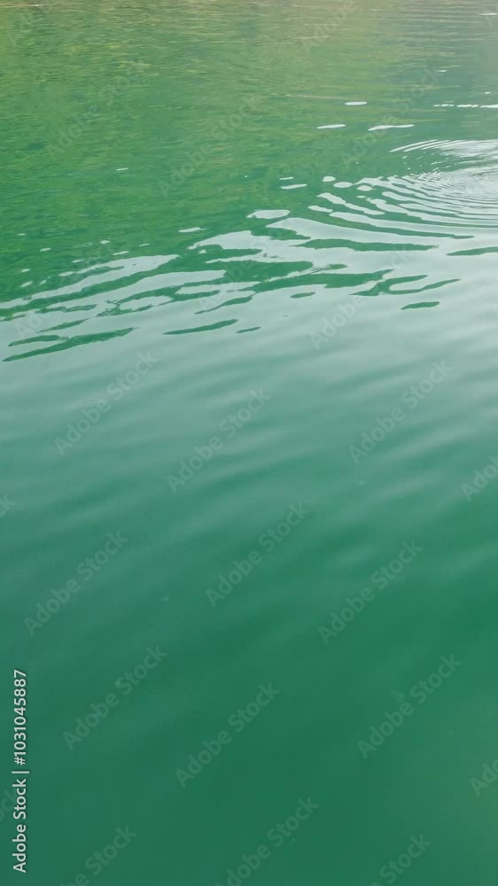 Vertical aerial view of the dolphins slowly swimming in crystal clear turquoise waters. Group of endemic marine mammals migrating along coastline as seen from above. Vertical aerial view of the dolphins slowly swimming in crystal clear turquoise waters. Group of endemic marine mammals migrating along coastline as seen from above.