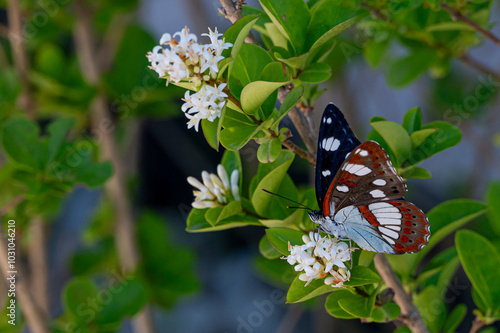 Southern White Admiral butterfly, Limenitis reducta, Brac, Croatia