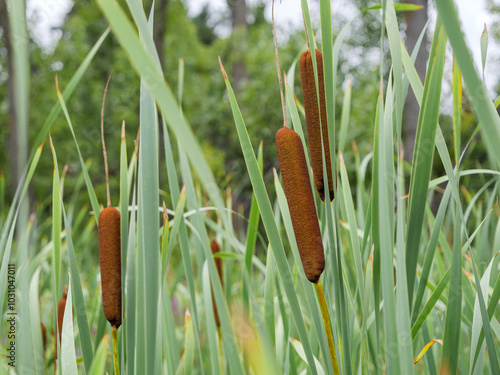 Принти на полотні Lush green cattail stalks reach upward, showcasing their unique brown flower spikes