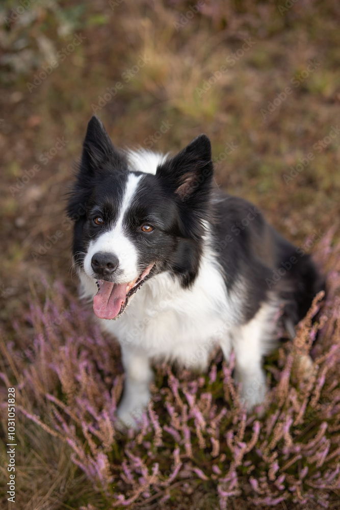 Vertical Portrait of Smiling Border Collie in Heather. Shallow Depth of Field of Happy Black and White Dog in Nature. Vertical Portrait of Smiling Border Collie in Heather. Shallow Depth of Field of Happy Black and White Dog in Nature.