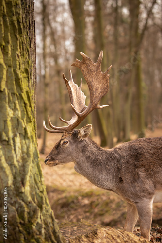 Fototapeta Naklejka Na Ścianę i Meble -  Side Portrait of Common Fallow Deer in Forest. Vertical Profile of Furry Brown Buck in Autumn Czech Republic.